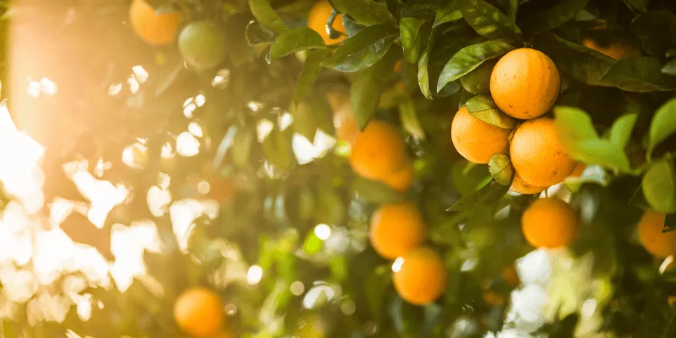 C-vitamiin ehk askorbiinhape – immuunsuse ja naha kaitsevitamiin