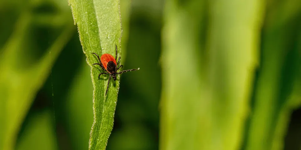 Puugid ei talu küüslauku