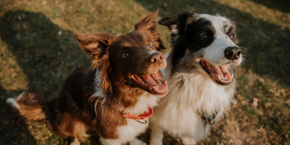 Miks räägitakse kirbu- ja puugitõrjest nii palju? Selgitused algajale koeraomanikule.