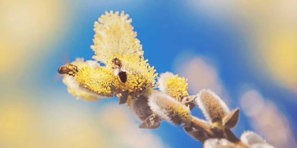 Ära lase allergial end peatada