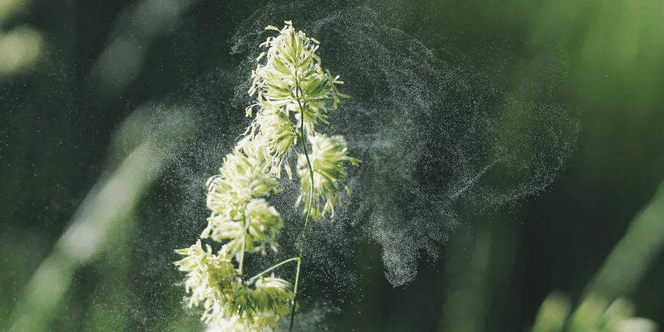 Õietolmuallergia ja ristallergia apteekri pilgu läbi