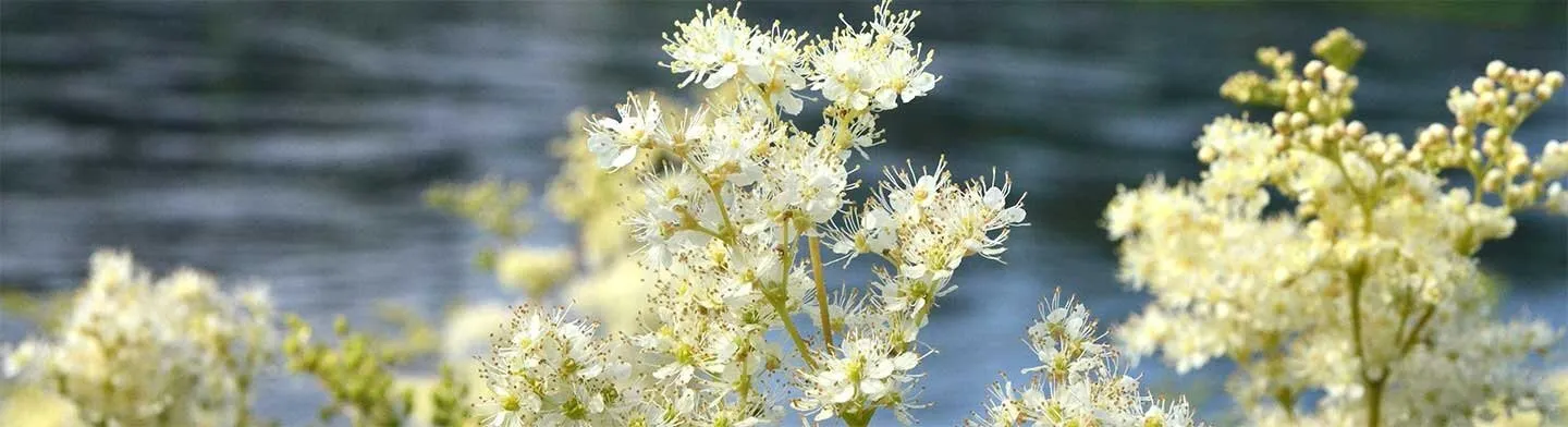 Gripivastane vaktsineerimine (tasuline)