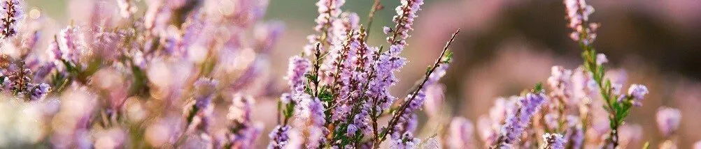 TASUTA gripivastane vaktsineerimine riskirühmadele