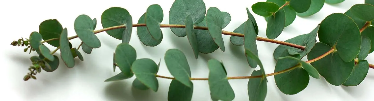 COVID-19 vastu vaktsineerimine riskirühmadele