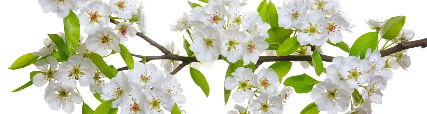 Kehakoostise analüüs