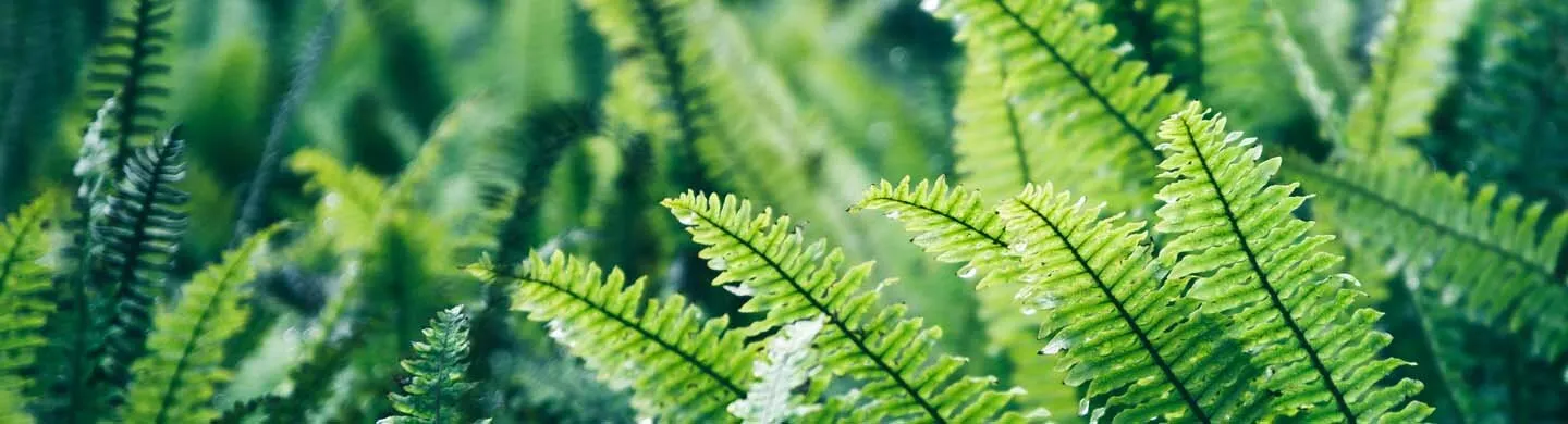 Kolesterooli määramine