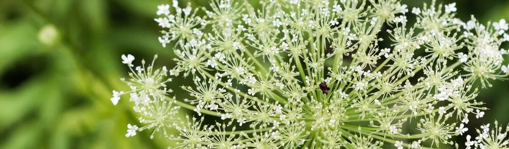 Verelipiidide taseme määramine (sh üldkolesterool)